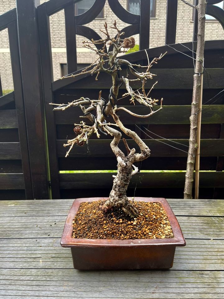 Neuer Preis! Bonsai Lärche in Breitenbach 