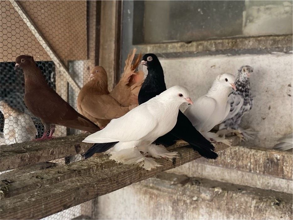 Usbekische Tauben in Willingen (Upland)
