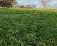 Wiesengrundstück Wiese zum abgrasen für Schafe oder Ziegen Rheinland-Pfalz - Hillscheid Vorschau