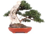 Chinesischer Wacholder/ Juniperus Bonsai Bayern - Pfaffenhofen a.d. Ilm Vorschau