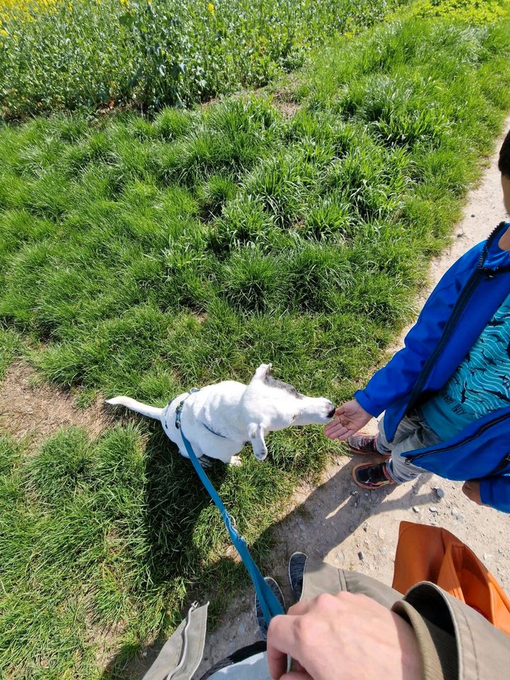 JUPITER Border Collie Mischling Rüde Tierschutz Hund in Linden