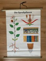 DDR Schulkarte Wandkarte Tafelkarte "Sproßpflanze" Sachsen-Anhalt - Greppin Vorschau