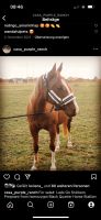 American Quarter Horse Stute 5 Jahre alt Brandenburg - Perleberg Vorschau