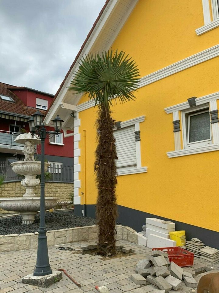 4 Meter hohe Hanfpalmen Trachycarpus winterhart bis -19°C in Ettenheim