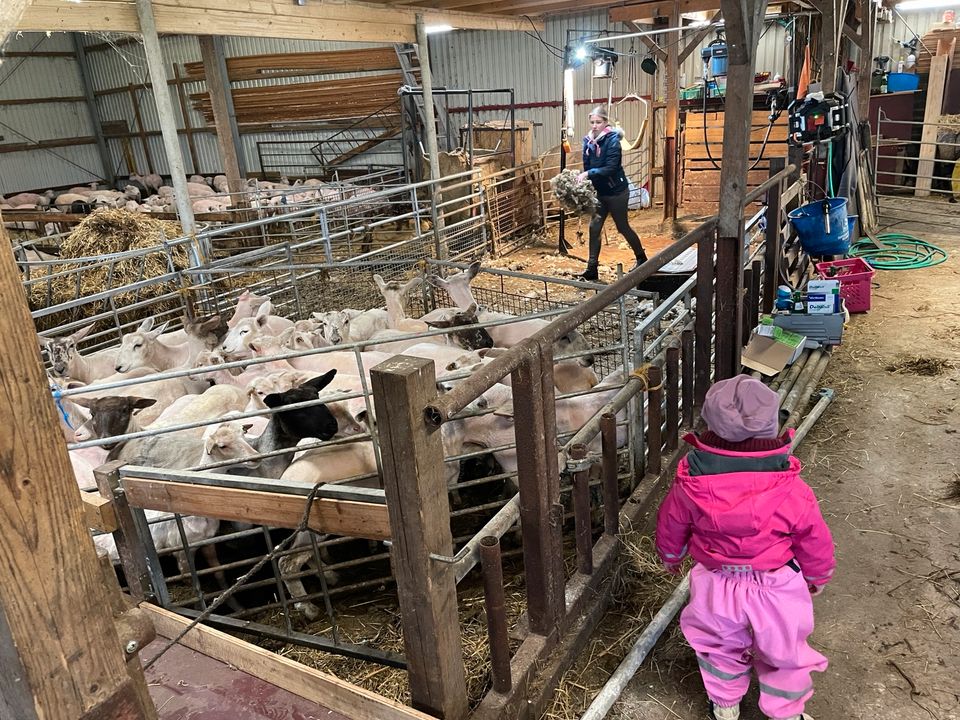 Wolldecken aus schleswig-holsteinischer Deichschafwolle Wolldecke Graphitgrau Wikingermuster regionale Schurwolle in Meggerdorf