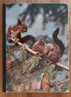 1957 Das Bilderbuch unserer Tierwelt von Willy Wagner 1957 Baden-Württemberg - Achern Vorschau