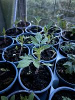 Tomaten Pflanzen verschiedene Sorten Nordrhein-Westfalen - Wermelskirchen Vorschau