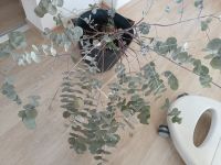 Eukalyptus Blätter 2,50€ Hessen - Marburg Vorschau
