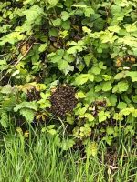 Bienenschwarm Suche Hessen - Eltville Vorschau