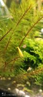 Yellow Fire Garnele - Neocaridina davidi Thüringen - Sondershausen Vorschau