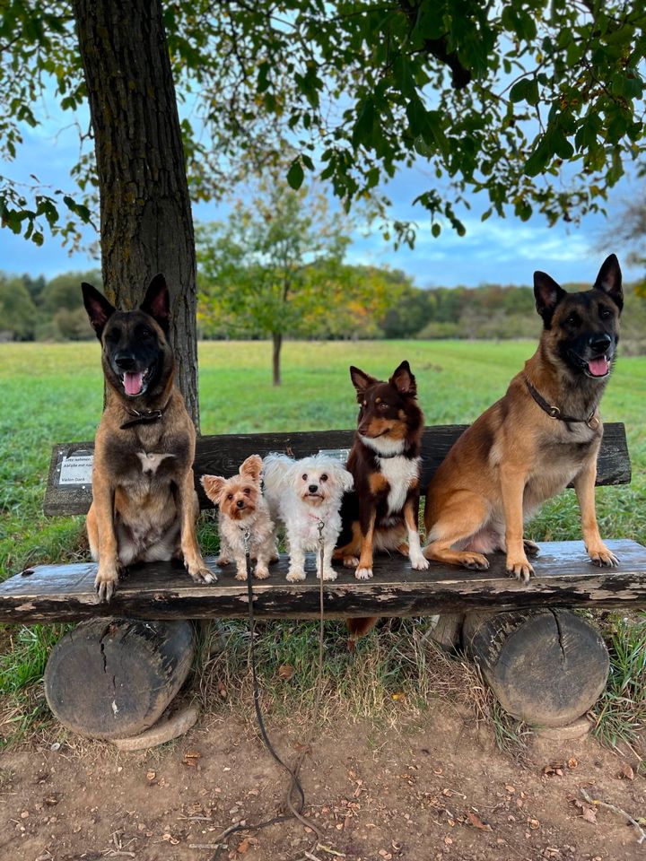 Professioneller Gassi-Service/ Dogwalking in Bierstadt (65191) in Wiesbaden