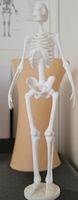 Skelett Figur Anatomie!! Mitte - Wedding Vorschau