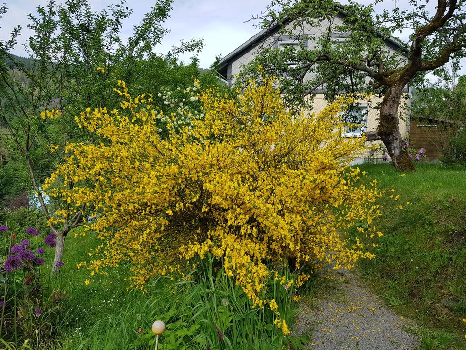 großer Garten mit Siedlungshaus, Garage + Carport Baugrundstück in Suhl