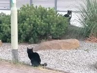 2 schwarzweiße Katzen gesichtet Niedersachsen - Bad Bederkesa Vorschau