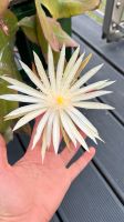 Blattkaktus kakteen Epiphyllum Hookeri Stecklinge (sehr duftend) Hessen - Darmstadt Vorschau