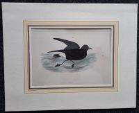 Altkolorierter Holzstich Stormy Petrel (Sturmwellenläufer), 1870 Hessen - Bad Homburg Vorschau