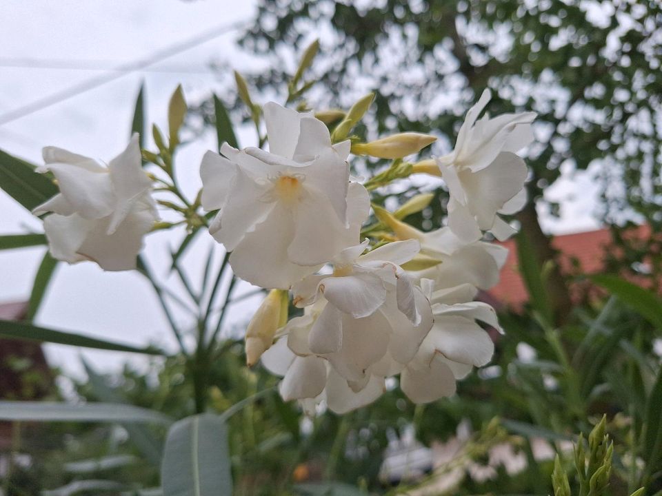 Oleander 1,20m hoch weiß in Apolda