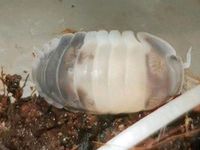 Diverse Asseln Isopods Terrarium Hessen - Langen (Hessen) Vorschau