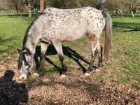 Appaloosa Ponystute Baden-Württemberg - Mannheim Vorschau