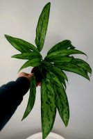 Aglaonema Cutlass Chinese Evergreen Immergrün Pankow - Prenzlauer Berg Vorschau