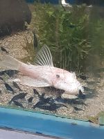 Corydoras , Guppys , Welse ,Garnelen, L260 ... Nordrhein-Westfalen - Solingen Vorschau