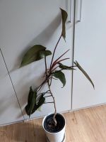 Philodendron Pflanze oder Ableger Niedersachsen - Steinfeld Vorschau