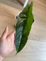 Heterophylla Dragons Breath adulte Pflanze Alocasia Nordrhein-Westfalen - Krefeld Vorschau