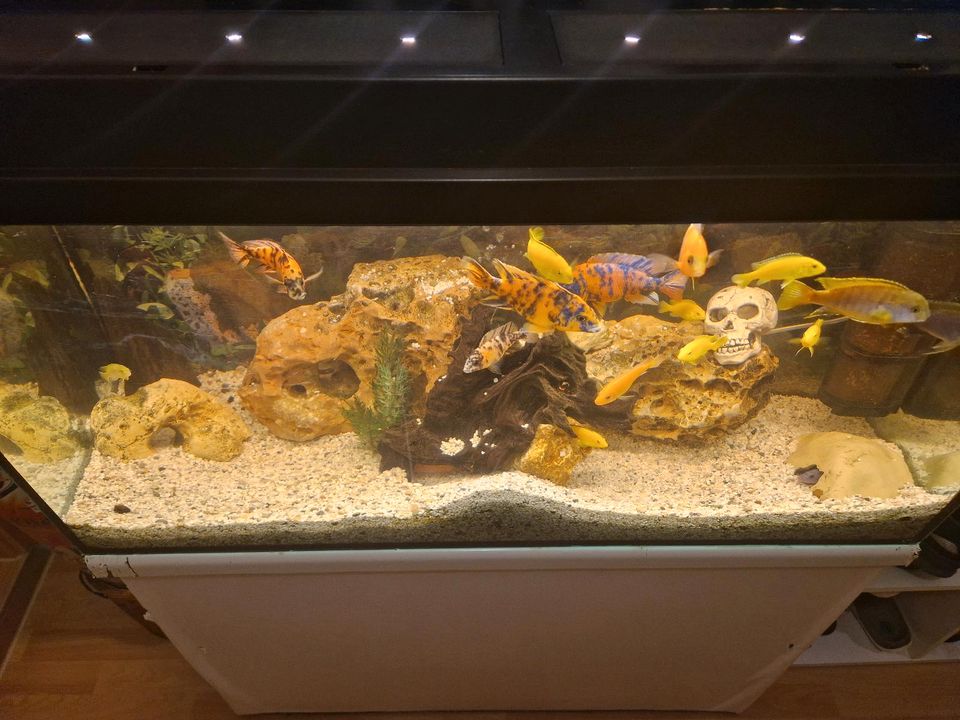 Aquarium Komplett in Bad Oeynhausen