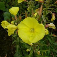 Bio Große Nachtkerze (Oenothera biennis jetzt ist 120cm) Düsseldorf - Vennhausen Vorschau