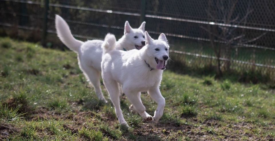 MIA & KIRA - schneeweisse Hundemädels voller Lebensfreude in Reinsfeld
