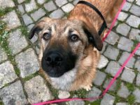 Süße PIPER ❤️ sucht ihre Familie! Niedersachsen - Garbsen Vorschau