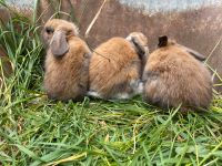 Kaninchen Kleintier Sachsen - Königsbrück Vorschau