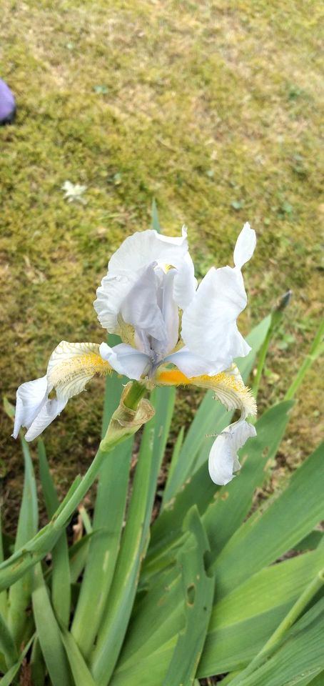 Schwertlilie in Rackwitz