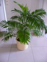 Goldfruchtpalme, Areca, ca 90 cm hoch, 90 cm Durchm.,mit Übertopf Nordrhein-Westfalen - Mülheim (Ruhr) Vorschau