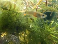 15 Endler Guppys Guppies abzugeben Bochum - Bochum-Süd Vorschau