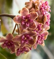 Hoya flores island UT039 Rheinland-Pfalz - Neuwied Vorschau