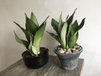 Bogenhanf Sanseveria Moon shine Pflanze Tontopf München - Au-Haidhausen Vorschau