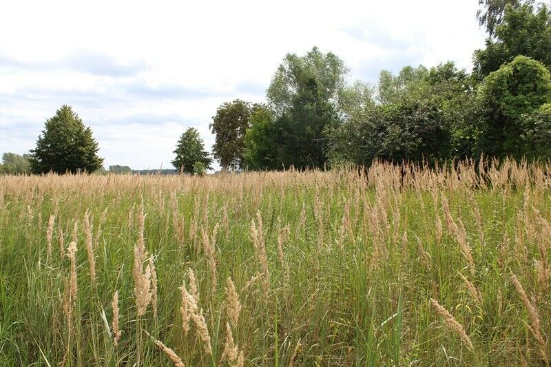 Baugrundstück zwischen Anklam und Stettiner Haff in Schwerinsburg