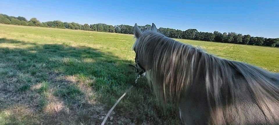 Biete Reittherapie direkt in Zörbig in Zörbig