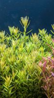 Rotala rotundifolia  Rundblättrige Rotala  Aquariumpflanze Schleswig-Holstein - Groß Rheide Vorschau