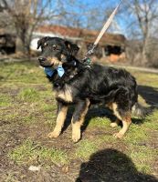 Eddy - 10 Monate einfach ein Traumhund Rheinland-Pfalz - Lindenberg (Pfalz) Vorschau