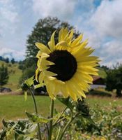 12 zitronen- gelbe Sonnenblumen Samen Hessen - Lohra Vorschau