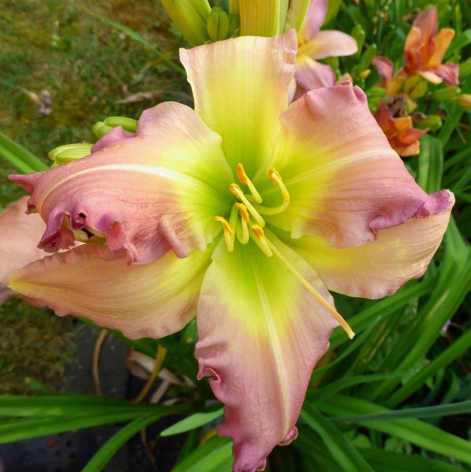 Hemerocallis Taglilie " Regency Heights "  1 F in Köln