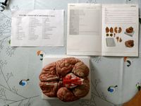 Physa Gehirn Modell München - Laim Vorschau