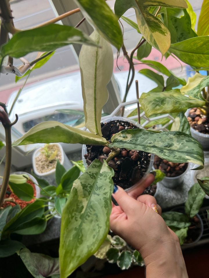 Aglaonema Commutatum “Manilas Pride” Variegata  Rarität Rare in Erfurt