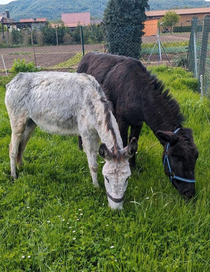 Kleine Eselherde in Kelbra (Kyffhäuser) Kelbra