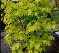 Gartenbonsai, Bonsai, Japangarten, Goldahorn Jordan, Acer Sachsen-Anhalt - Derenburg Vorschau