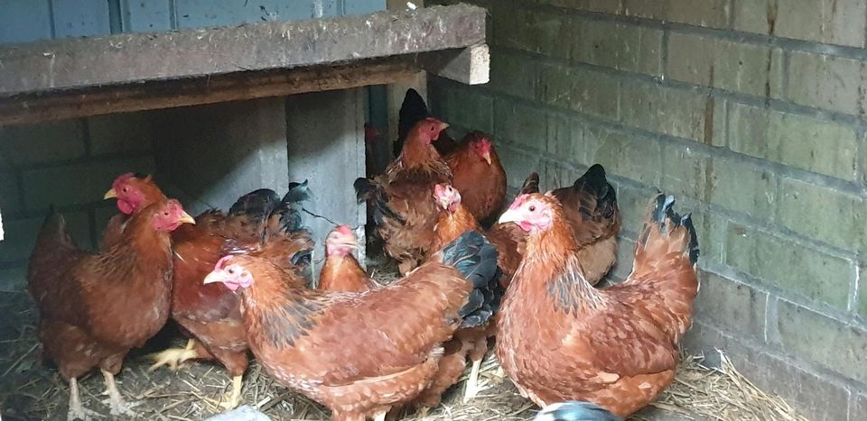 8 Zwerg Dresdner Hühner Hennen Huhn Ei Küken Geflügel Legehennen in Bremen