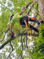 Baumfällung Gartenarbeit Gartenpflege Baumpflege Nordrhein-Westfalen - Unna Vorschau