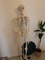 Anatomisches Skelett Bonn - Endenich Vorschau